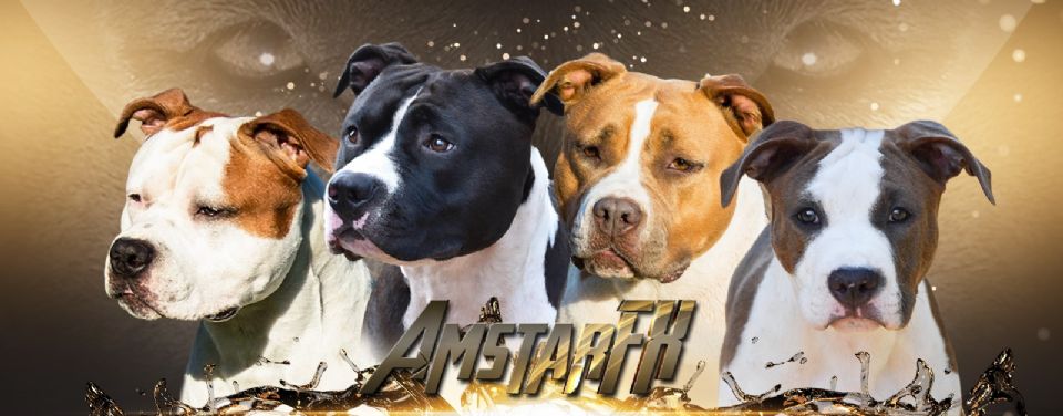 AmstarFX American Staffordshire Terriers