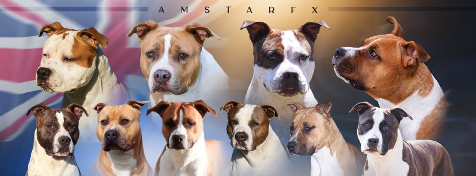 AmstarFX American Staffordshire Terriers